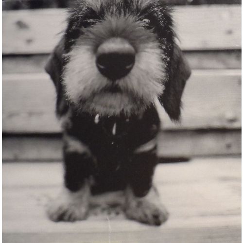 A dog