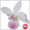 orchidea_aitor_avila_01