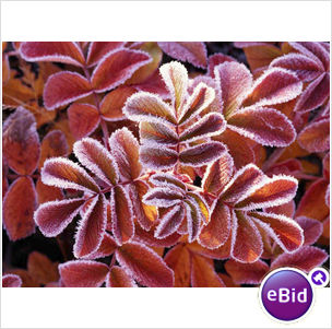 Winter Leaves
