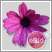 African Daisy