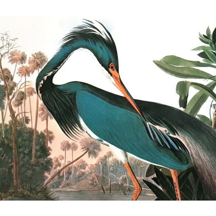 Stampa D'arte Su Tela Louisiana Heron Di Audubon | Corniciata, Dimensioni 30x41 Cm | Perfetta Per Decorazione Parete