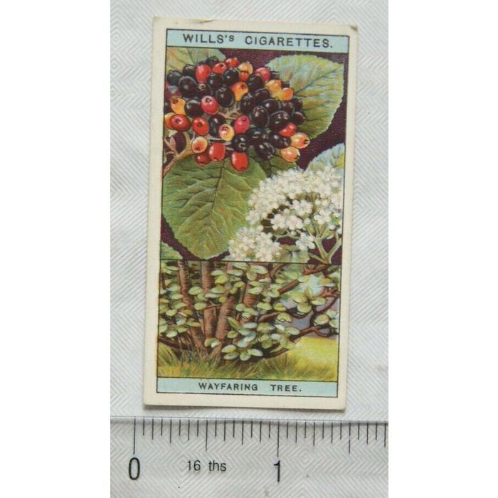 Wellis Tree 1924 Wills Flowering Trees & Shrubs No. 46 Wayfaring Tree on eBid ...