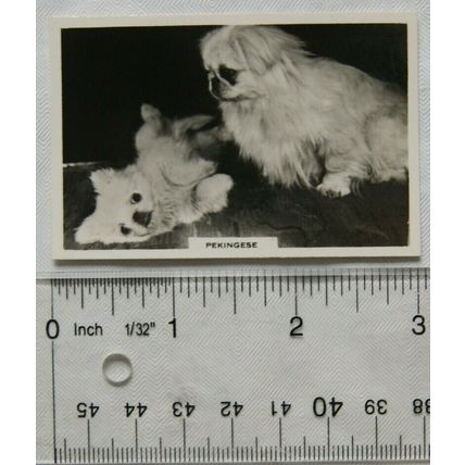 1939 Senior Service Dogs No. 12 Pekingese