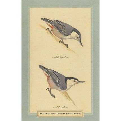 White Breasted Nuthatch Male Female Bird Stunning Postcard