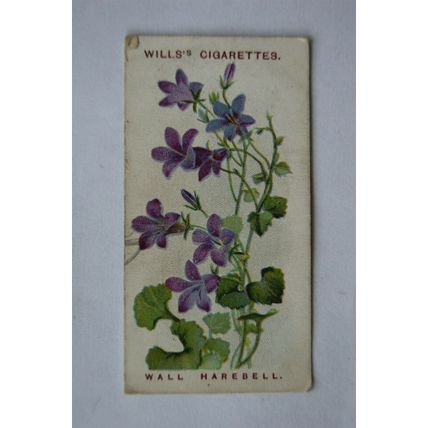 1913 Wills, Alpine Flowers No. 10 Wall Harebell