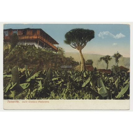 Tenerife. Valle Orotava Platanera early 20th C. RPPC Spain Nobrega 4148