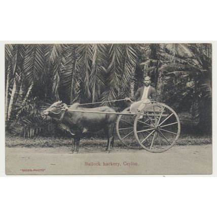 Ceylon Sri Lanka Bullock Hackery (Ox cart) Early 20th C. RPPC Skeen