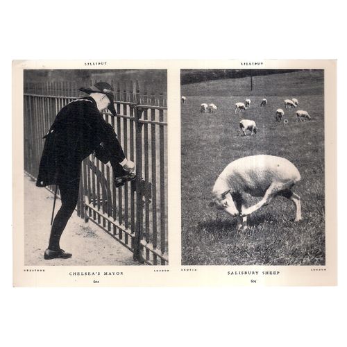 LILLIPUT MAGAZINE, JUNE, 1938 pic..used postcard.1992 postmark Salisbury Sheep =
