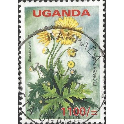 UGANDA, FLOWER, Bidens grantii, green-grey 2005, 1100/-