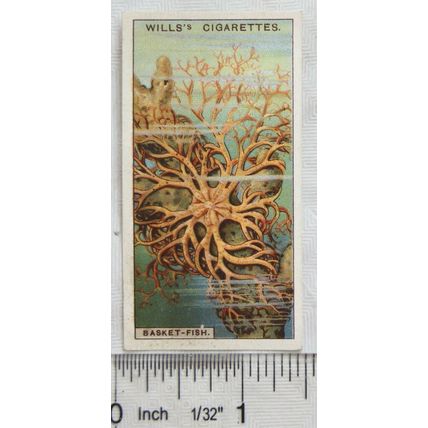 1928 Wills Wonders of the Sea No. 26 The Basket Fish