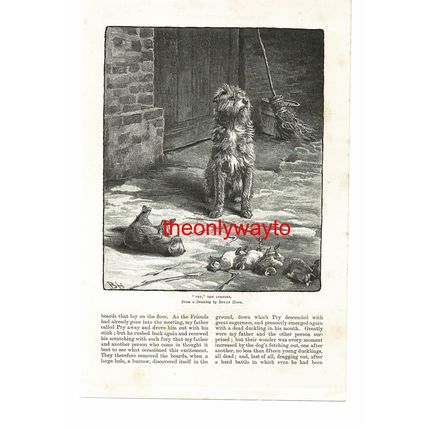 'Pry' The Avenging Ratter (Dog), Book Illustration (Print), 1887