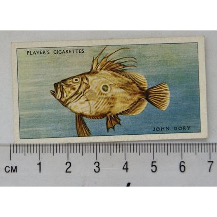 1935 Players Sea Fishes No. 24 John Dory