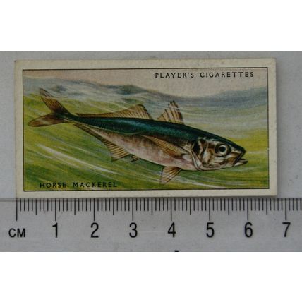 1935 Players Sea Fishes No. 25 Horse Mackerel