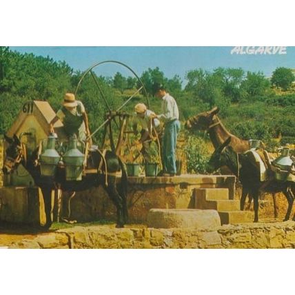 Algarve Portugal Donkey Weighing Machine Loading Water Bucket Buckets Postcard