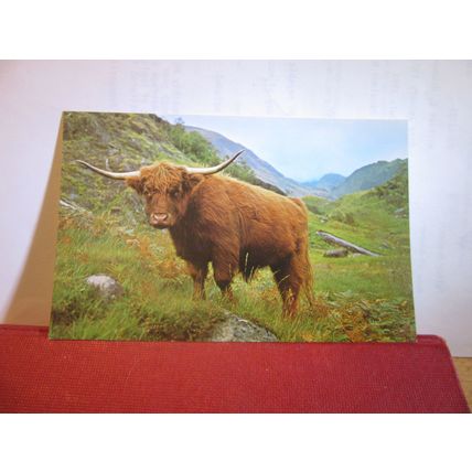 WEST HIGHLAND OR KYLOE CATTLE, SCOTLAND unused postcard (a) =