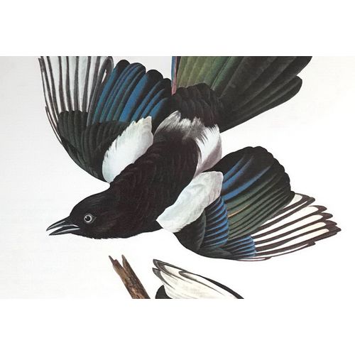 Audubon Black Billed Magpie Litho Bird Print Poster Natural History wall art
