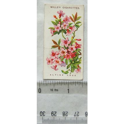 1913 Wills, Alpine Flowers No. 45 Alpine Rose