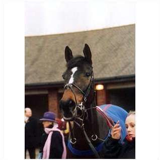 Horse Racing photo CELESTIAL GOLD Cheltenham 2006