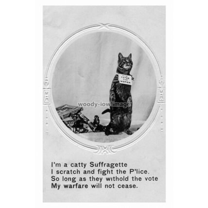 rp16937 - Suffragette Cat - print 6x4