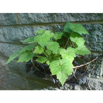 One Green Piggyback Plant House Plant posting barerooted at least 4 inches tall