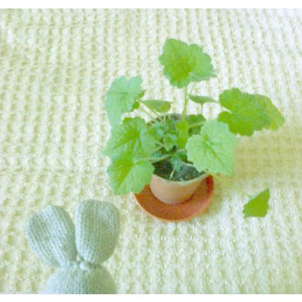 One Green Piggyback Plant House Plant posting barerooted at least 4 inches tall