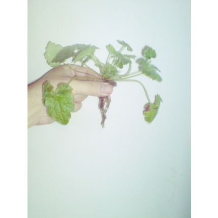 One Green Piggyback Plant House Plant posting barerooted at least 4 inches tall