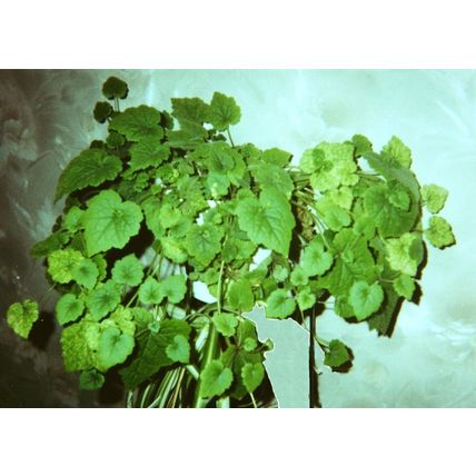 One Green Piggyback Plant House Plant posting barerooted at least 4 inches tall