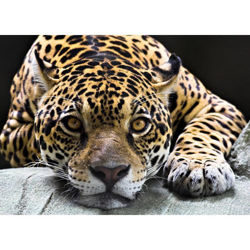 254x183cm Large wall mural photo wallpaper Wild life - Jaguar livingroom decor