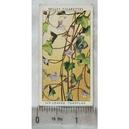 1937 Wills Wild Flowers 2nd series No. 36 Ivy-leaved Toadflax