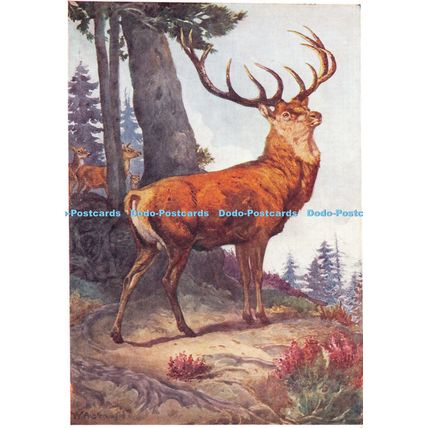 D026008 Red Deer. Cervus Elaphus. Winifred Austen. The Medici Society