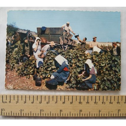 old postcard Vendanges en Bourgogne - Harvest in Burgundy