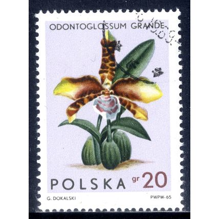 POLAND 1965, Orchids - Odontoglossum Grande, 20 G, CTO (2)