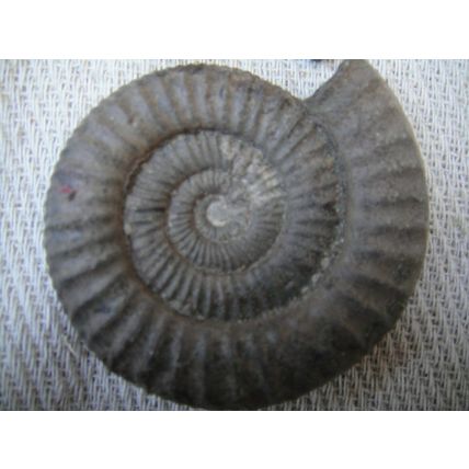 A Group Of Ammonites, One Large