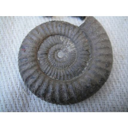 A Group Of Ammonites, One Large