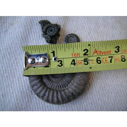 A Group Of Ammonites, One Large