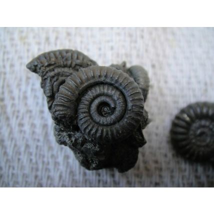 A Group Of Ammonites, One Large