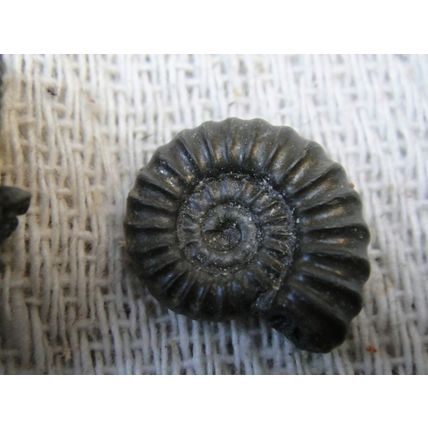 A Group Of Ammonites, One Large