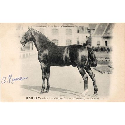 Harley La France Chevaline Race 1885 Horse Signed Antique Postcard