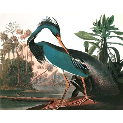 Louisiana Heron Audubon Vintage Litho Bird Print Poster Natural History wall art
