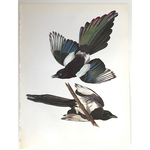 Audubon Black Billed Magpie Litho Bird Print Poster Natural History wall art