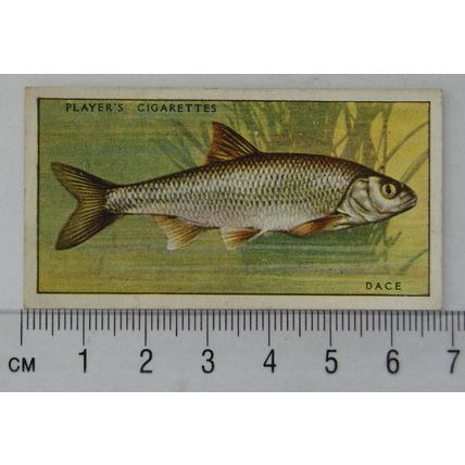 1933 Players Fresh-water Fishes, pink back No. 16 Dace