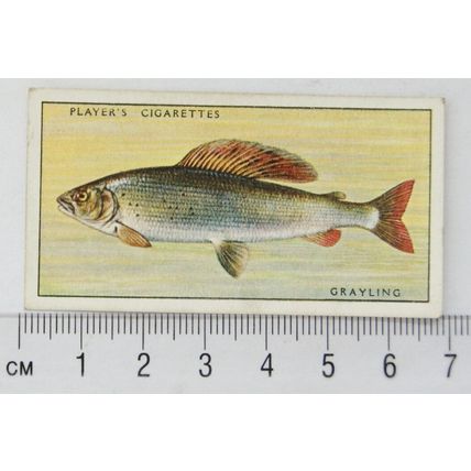 1933 Players Fresh-water Fishes, pink back No. 20 Grayling