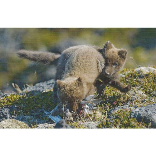 K1407: Arctic Fox Cubs (Vulpes lagopus) Snaefellsnes Peninsula.