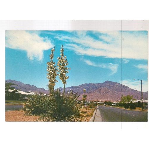 YUCCA, FLOWER OF THE SOUTHWEST..New Mexico postcard c.1981 unused =