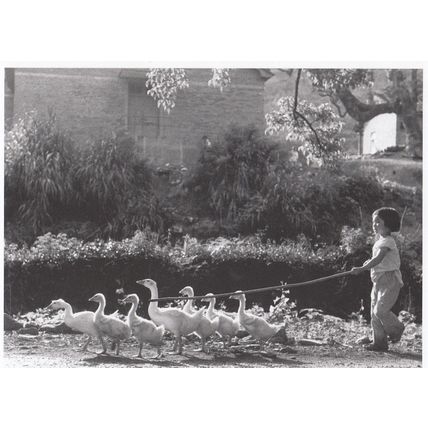 Goose Girl Lassoo Walking The Dog Geese With Birds China Chinese Photo Postcard
