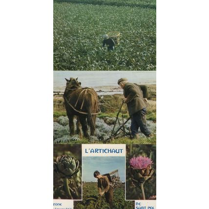 Sarciage Paus Des Artichauts Saint Pol De Leon 3x French Postcard s