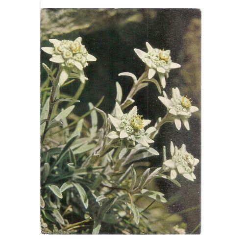 EDELWEISS flowers Swiss used postcard 1969 postmark =