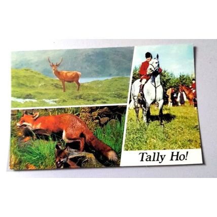 TALLY HO! : POSTCARD