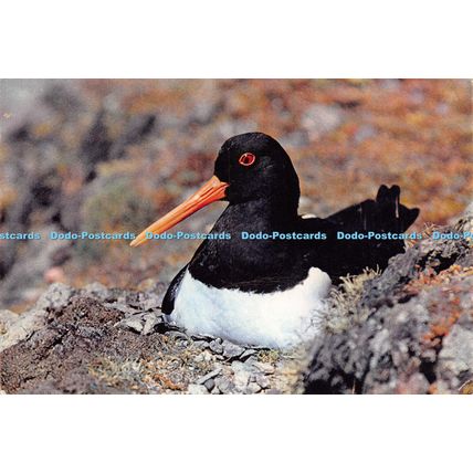 D026461 Oystercatcher. Haematopus ostralegus. Norman Duerden. Dixon