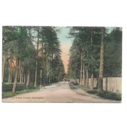 The Larch Avenue, Sunninghill, Berkshire, Postcard.